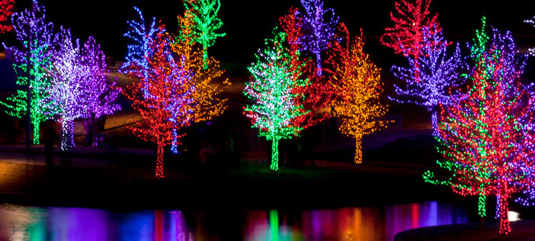 forest of trees with red green blue and orange christmas lights